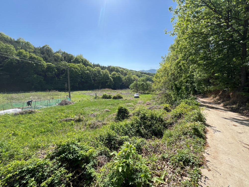 [Photo 3] View of the burial site where Bae Bong-gi is laid to rest. The site is located in her hometown, Sillyewon-ri, Yesan-eup, Yesan County, Chungcheongnam-do. (Photo taken on April 30, 2025)
