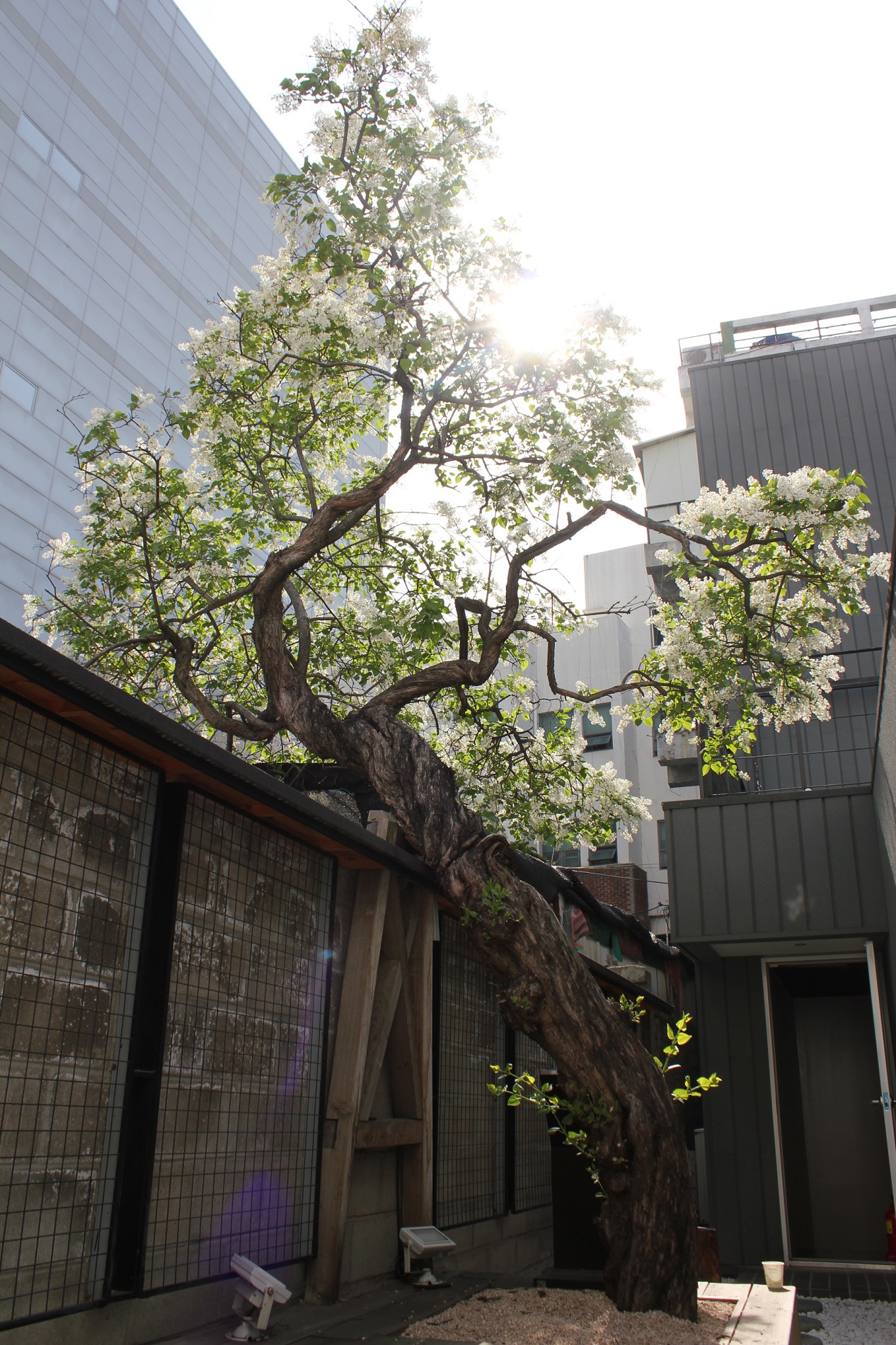희움일본군‘위안부’역사관 내 1층 안뜰 건립 당시부터 있던 수령 90년 이상의 라일락 나무 ©정신대할머니와함께하는시민모임